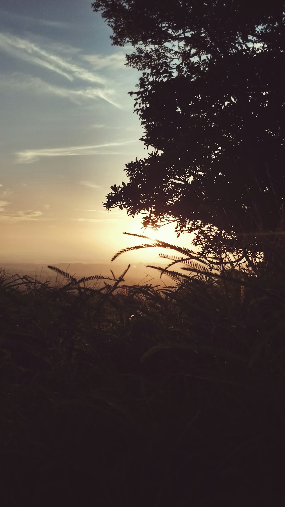 silhouette of trees during sunrise