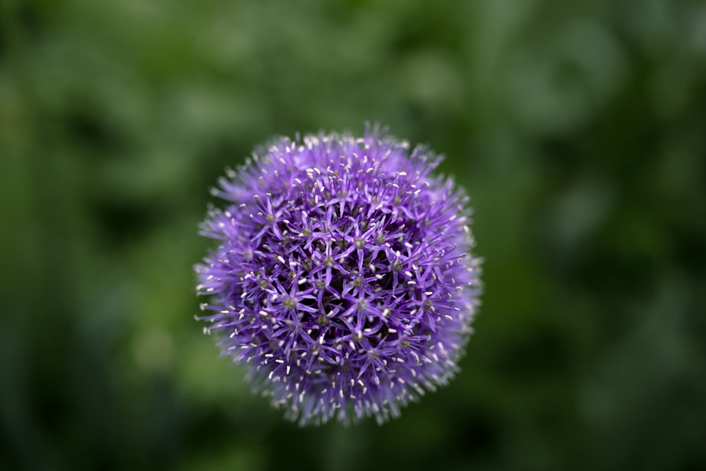 purple round flower blooming