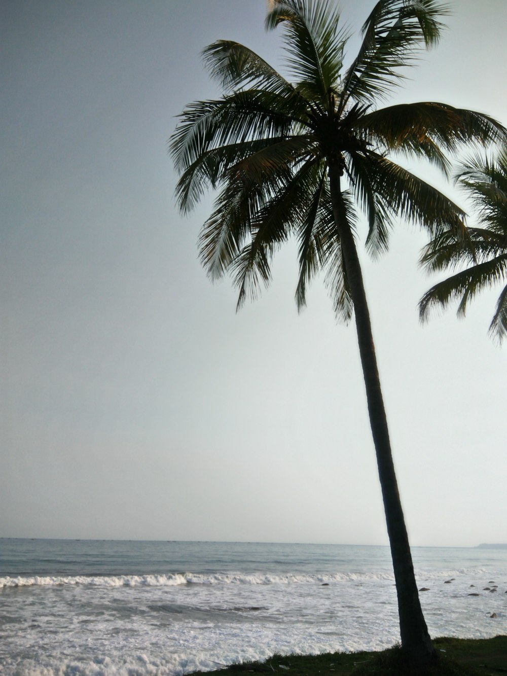 coconut tree near ocean
