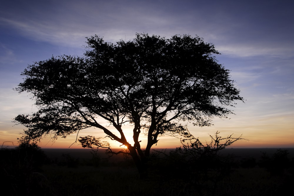 sun setting at the horizon behind tree