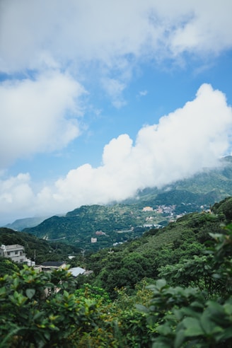 aerial view of green plants during daytime