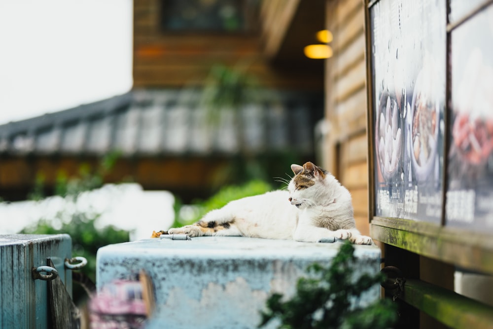 white and brown cat lying on concrete box