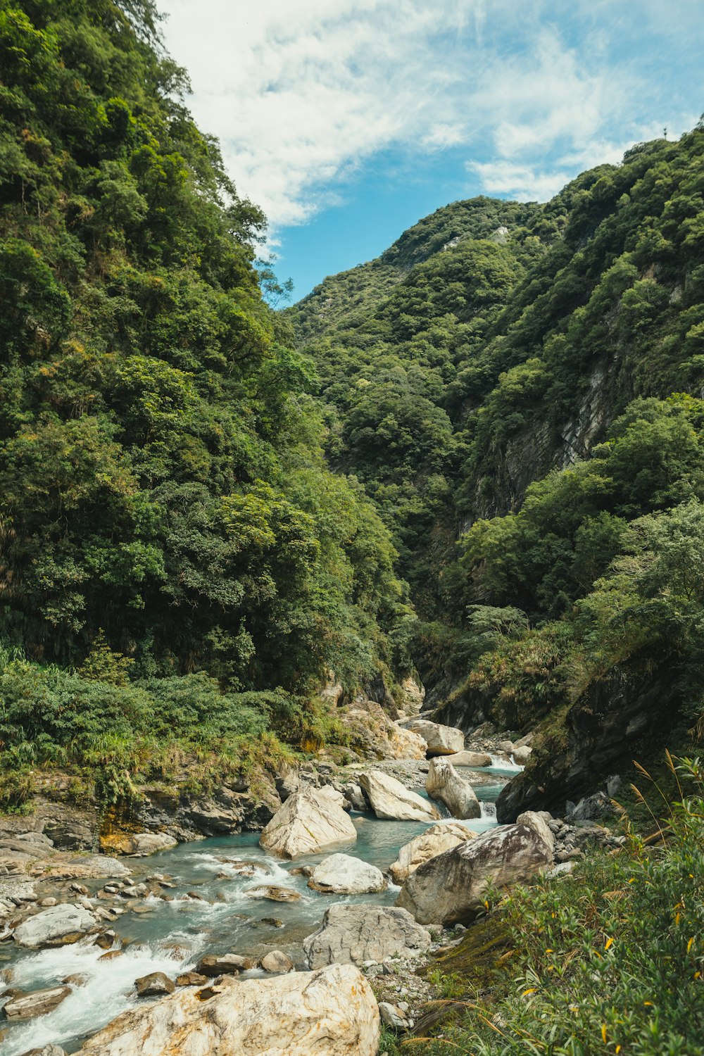 green plants near body of water