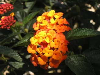 A cluster of vibrant lantana flowers with shades of bright orange and yellow. The flowers are surrounded by lush green leaves providing a contrasting backdrop.