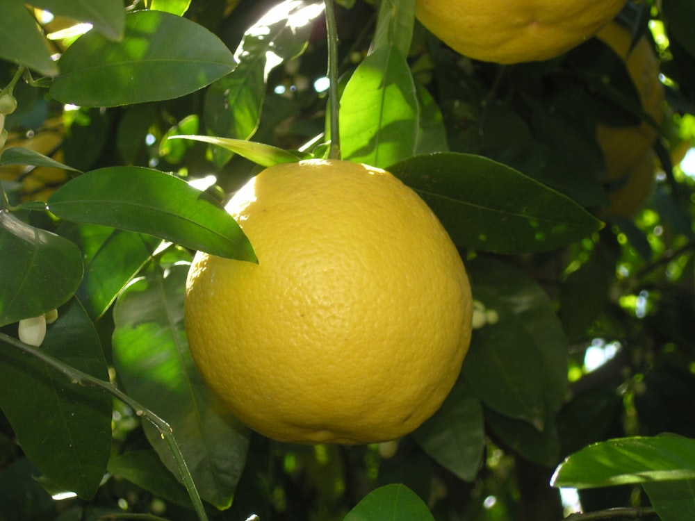 yellow round fruit