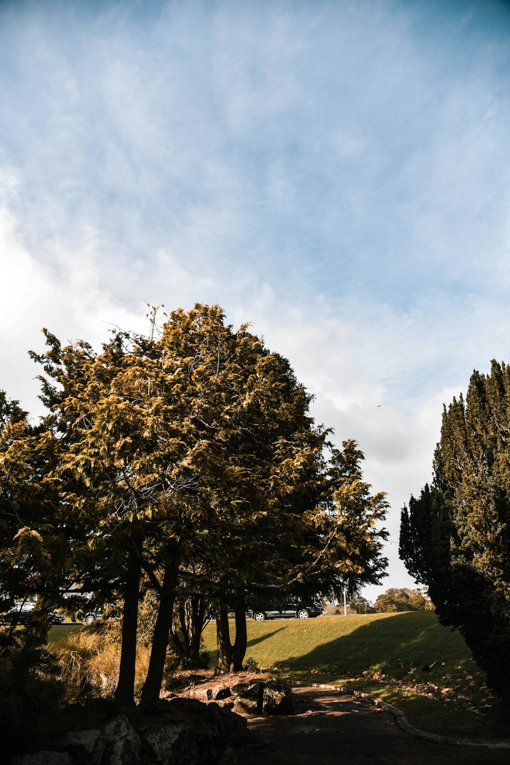 green leafy trees