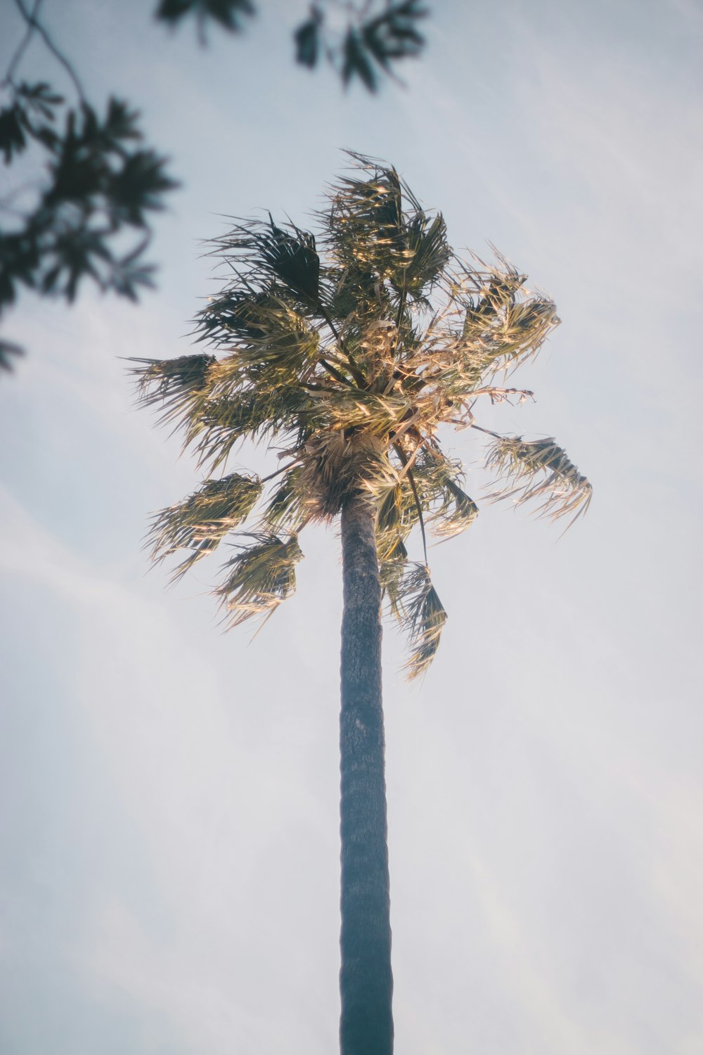 green tree on focus photography