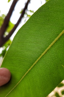 Close-up of a child’s hand gently holding a bright green leaf with visible veins.