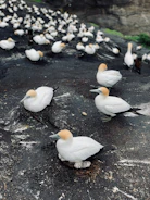 Close-up of migratory Arctic birds nesting in protected habitats.