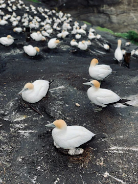 Close-up of migratory Arctic birds nesting in protected habitats.