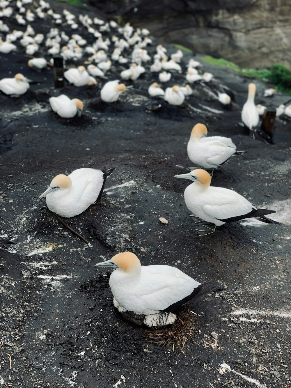 flock of white birds