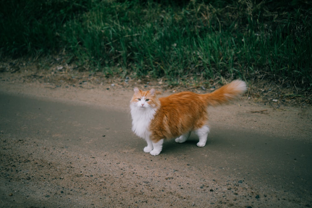 long-fur orange and white cat