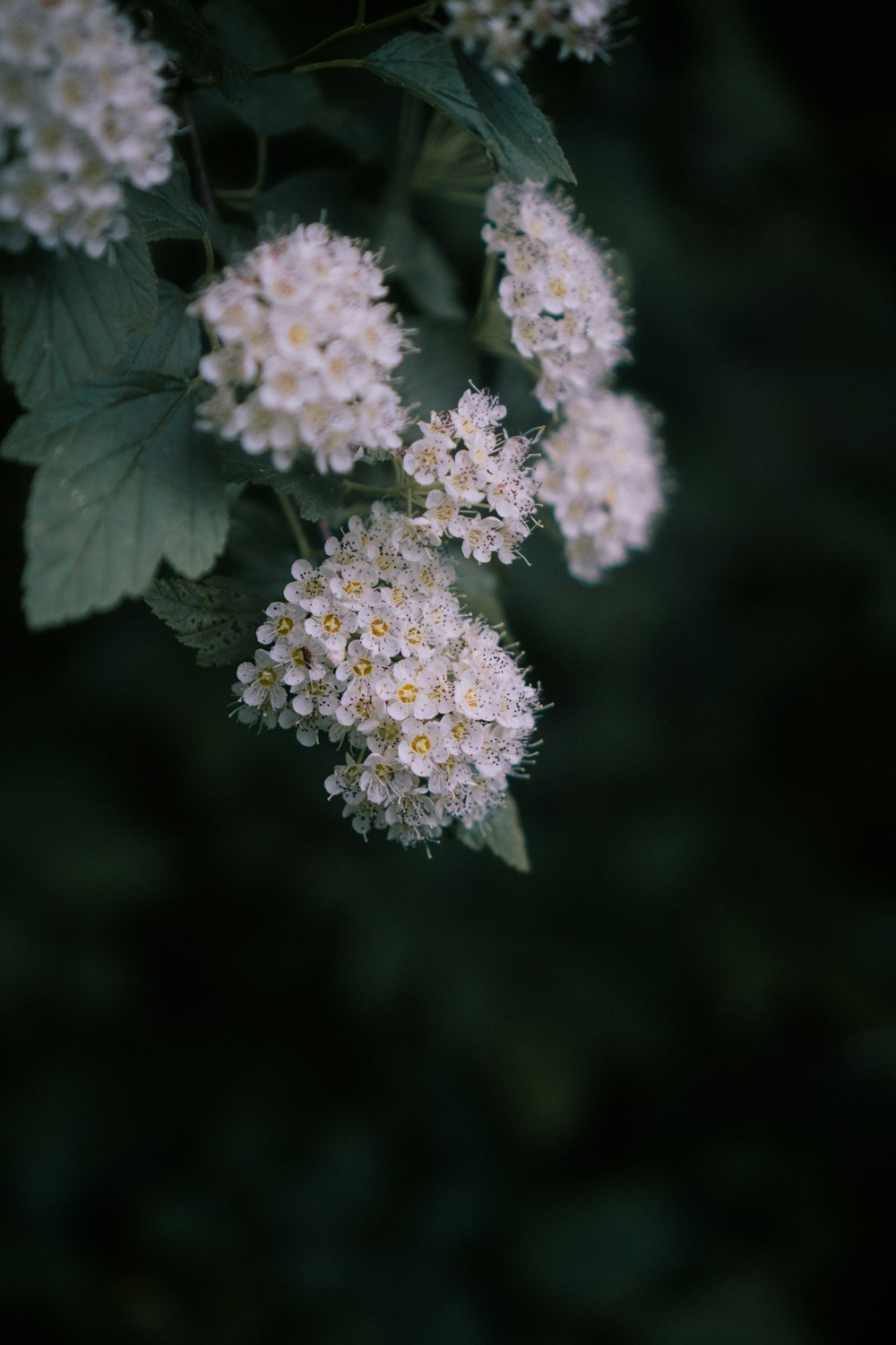 white flowered plant