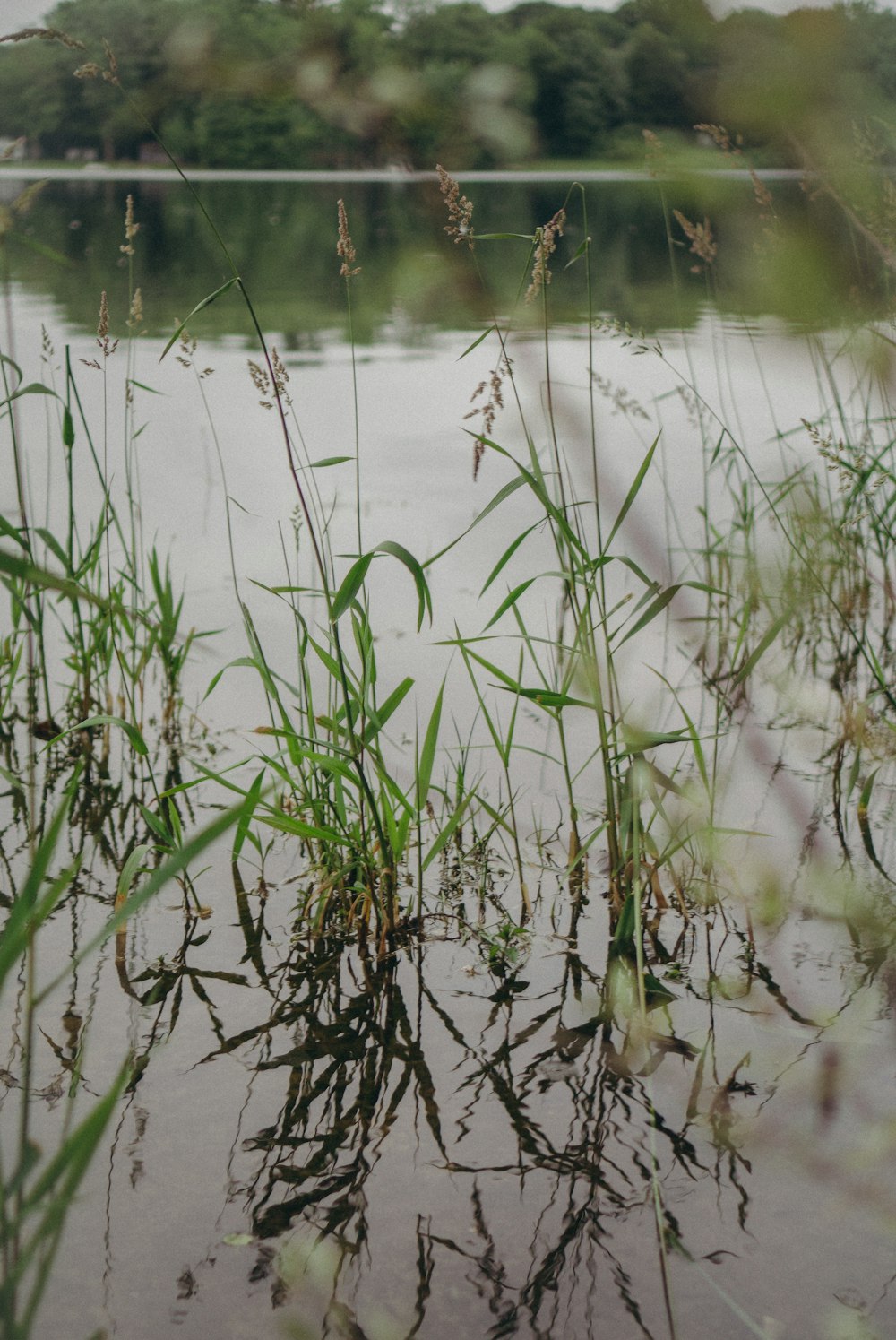 green grass on calm body of water