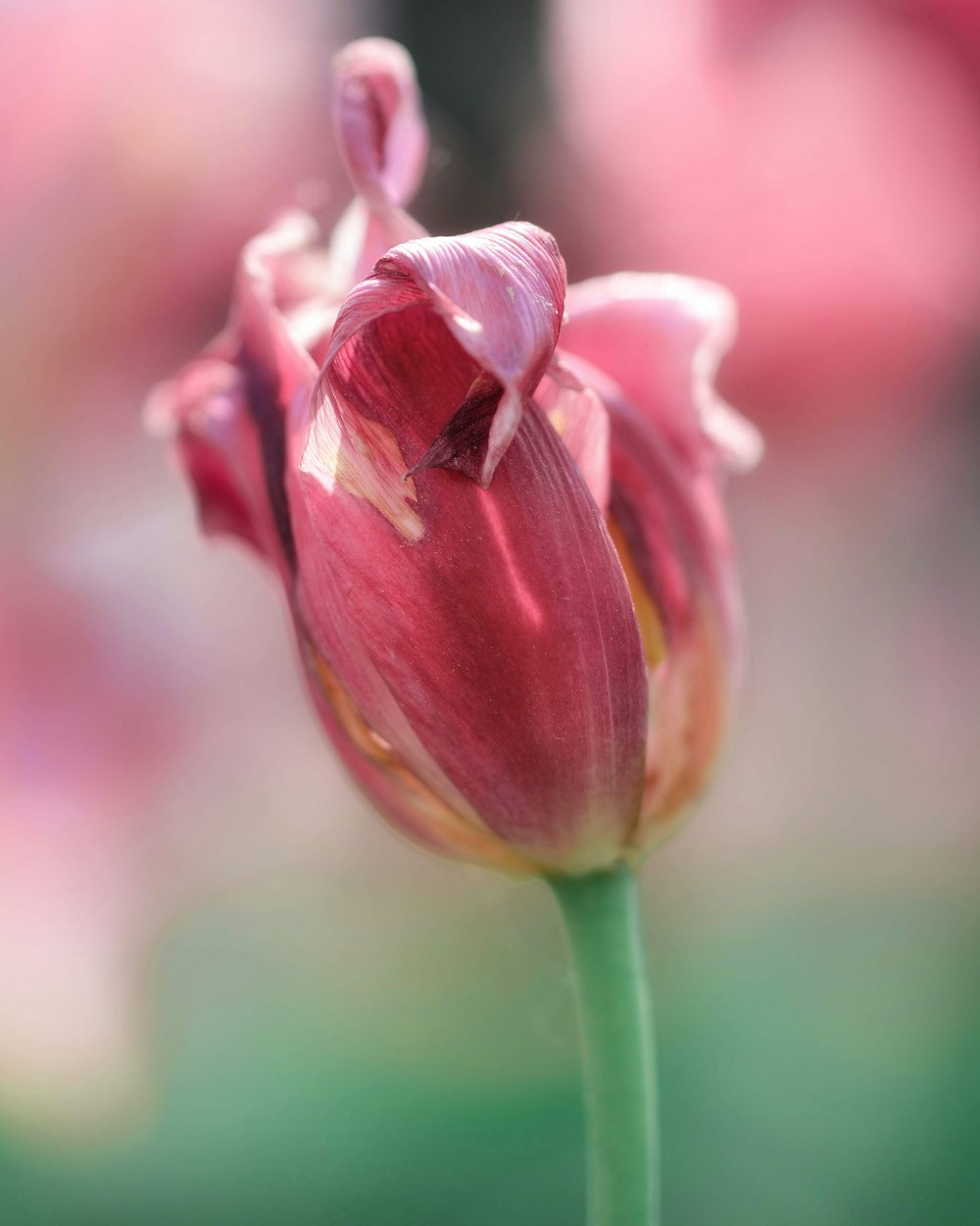 pink-petaled flower on selective focus photography
