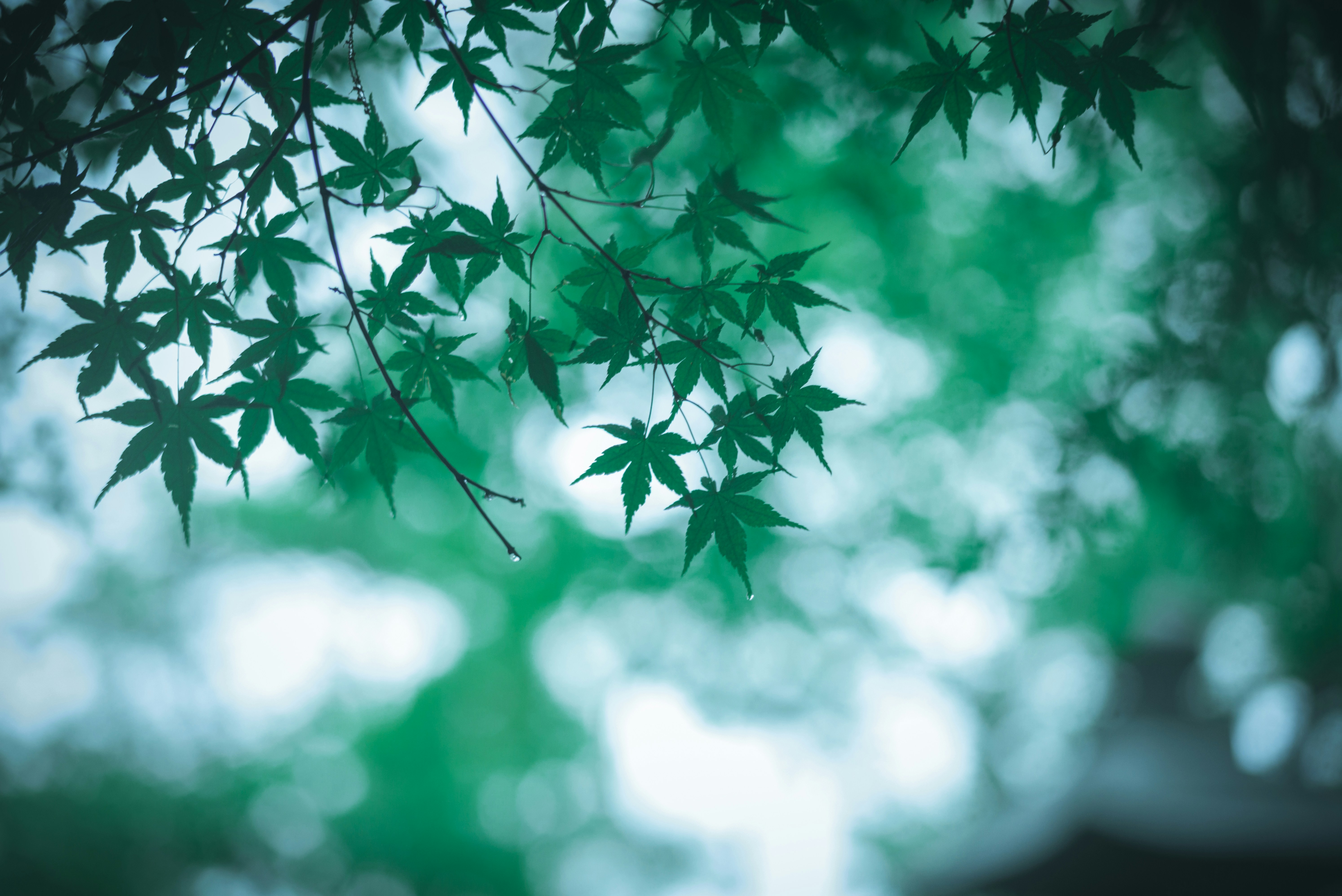 Photo by guoshiwushuang