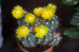 Cactus Florido