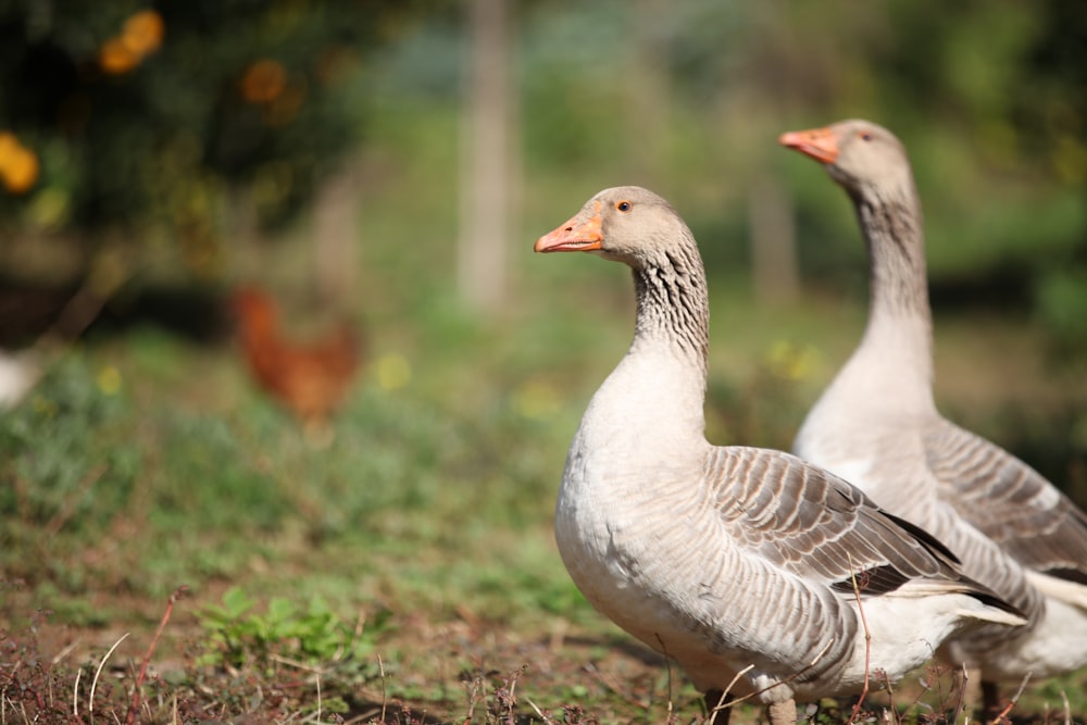 two gray geese