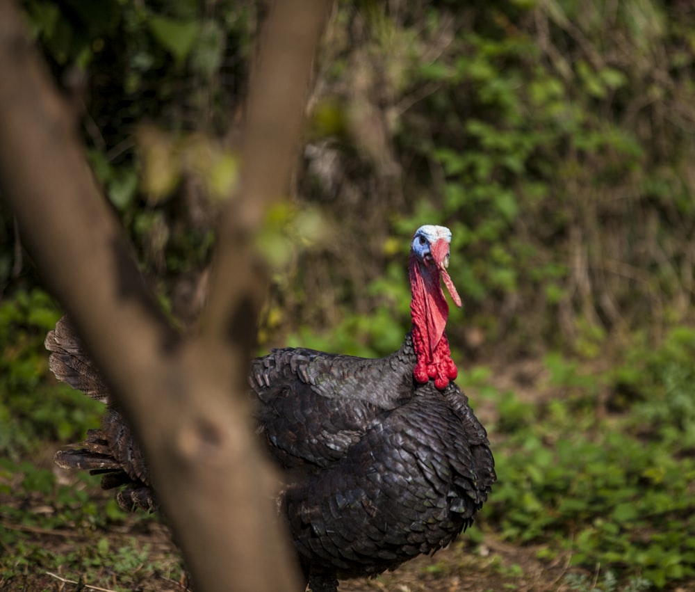 shallow focus photography of male black turkey