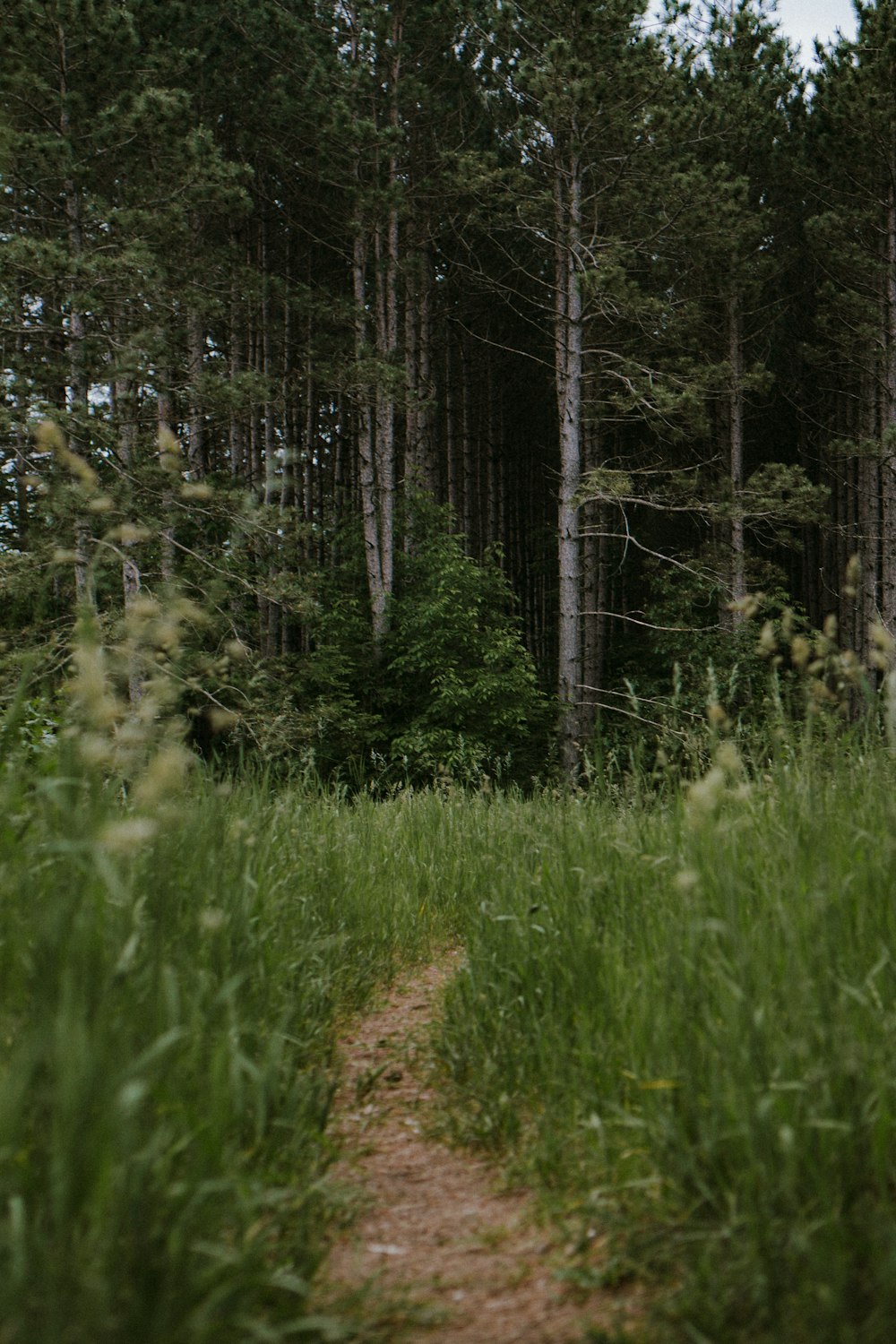 desire path surrounded with green grass