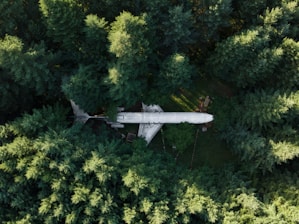 An aerial view of a large airplane nestled among dense, tall evergreen trees, blending into the forest surroundings.