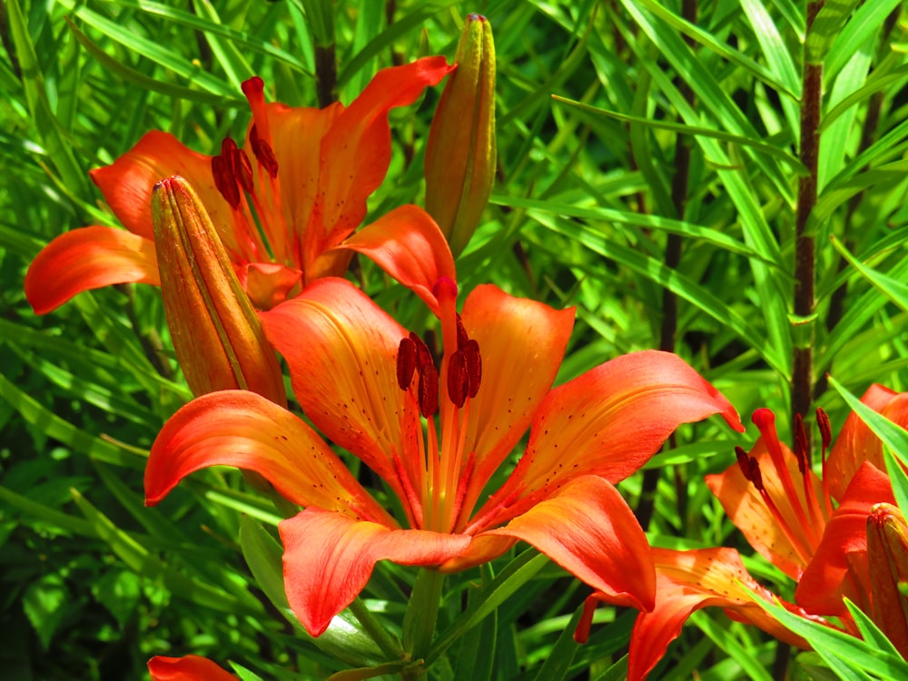 orange azaleas