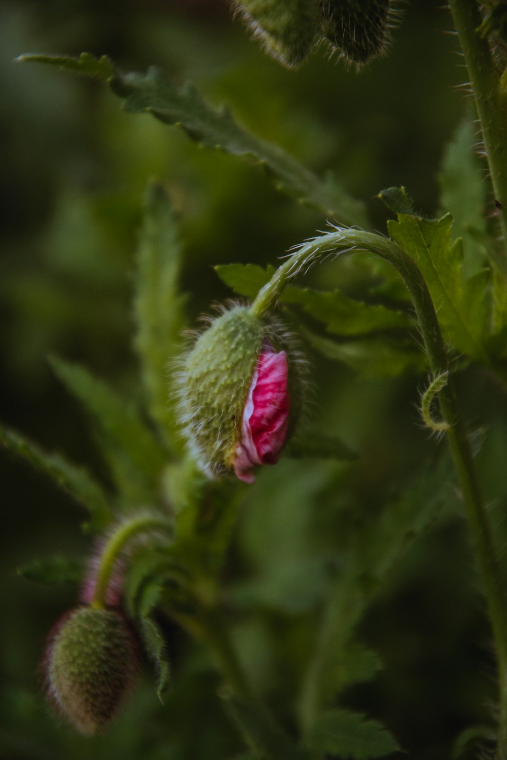 green plant on selective focus photography r