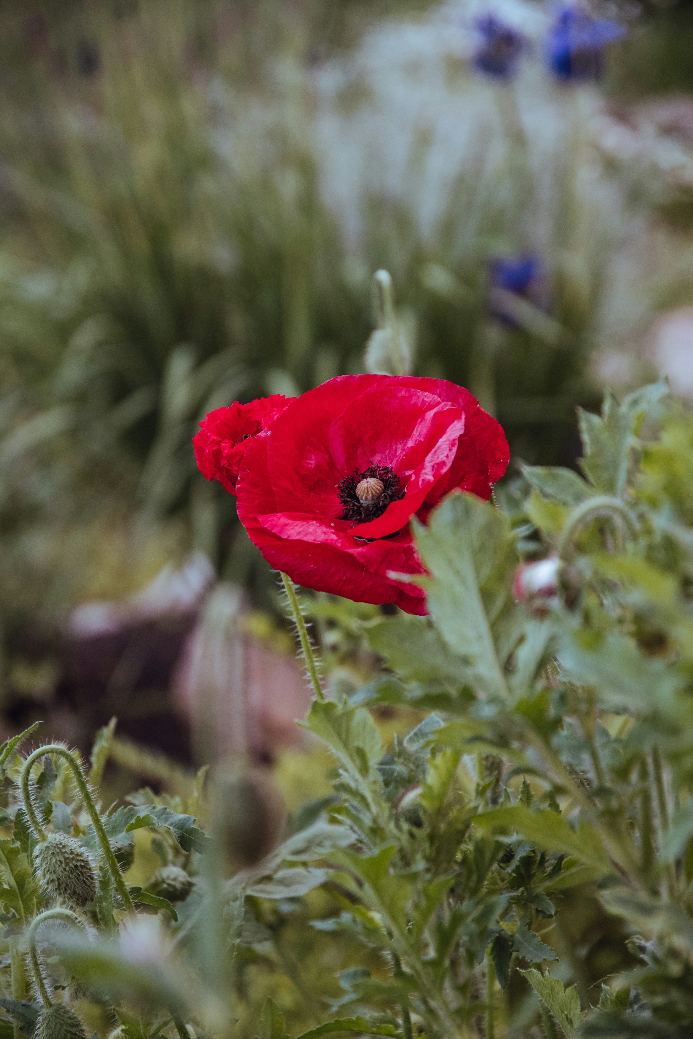 Photo by katerinalandia