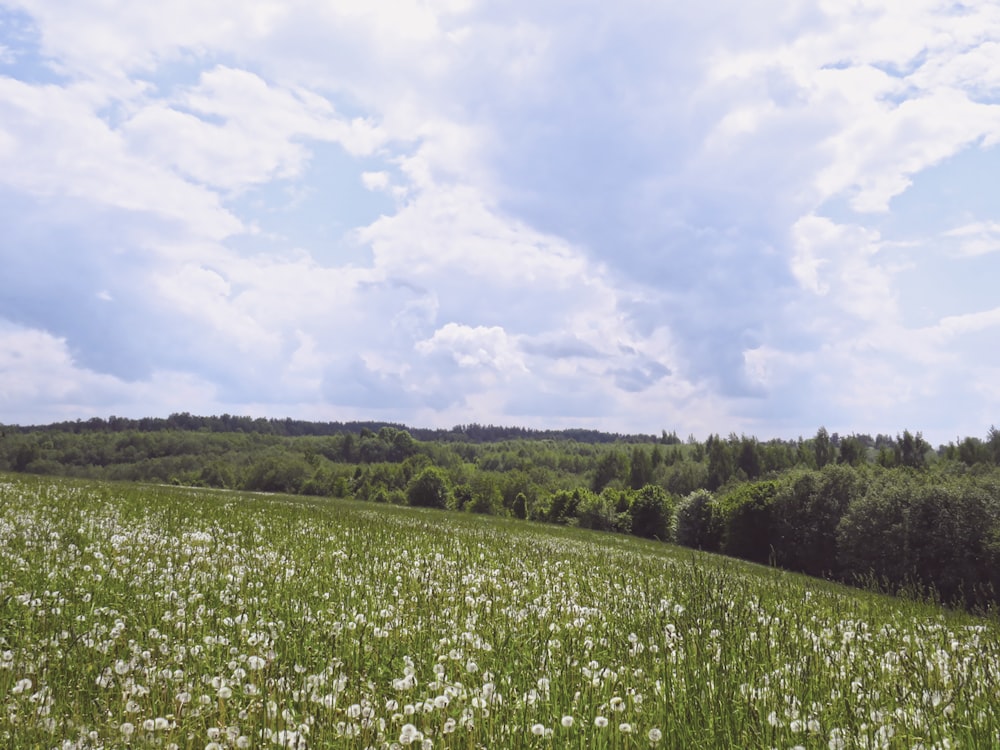 green-leafed plant with white flowers