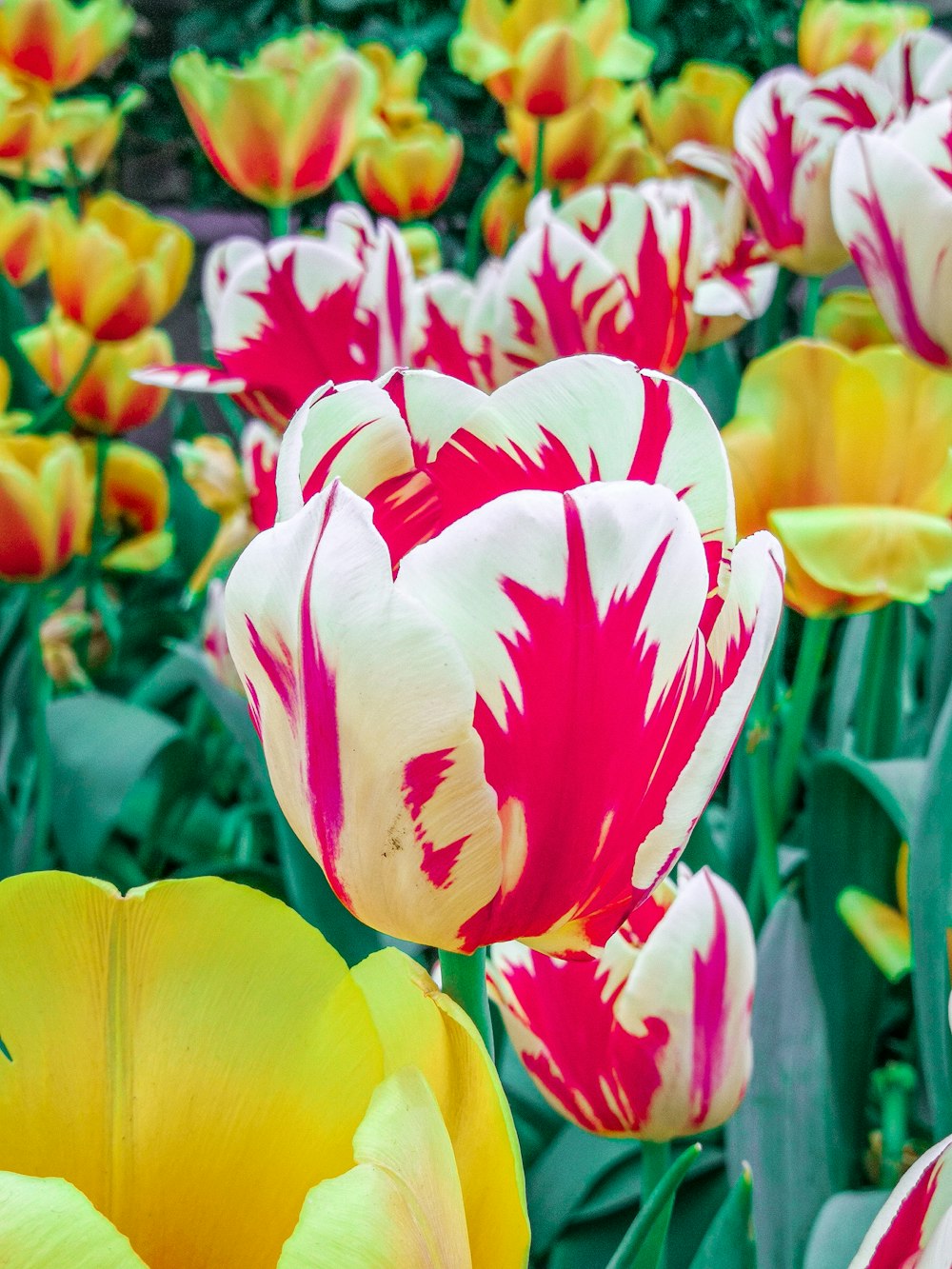 multicolored tulip flower