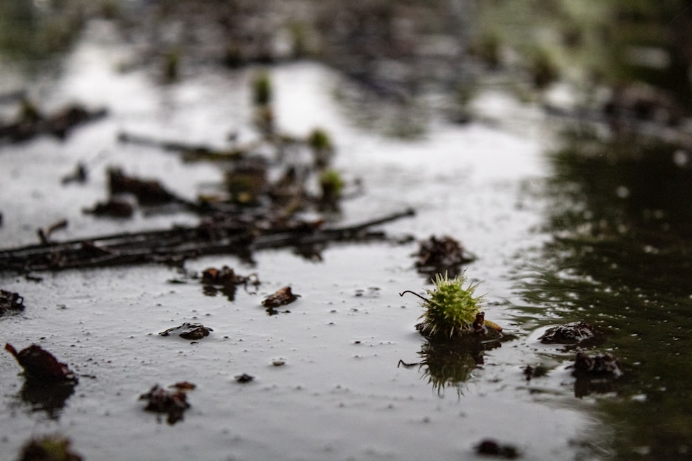 a wet surface with a small plant growing out of it