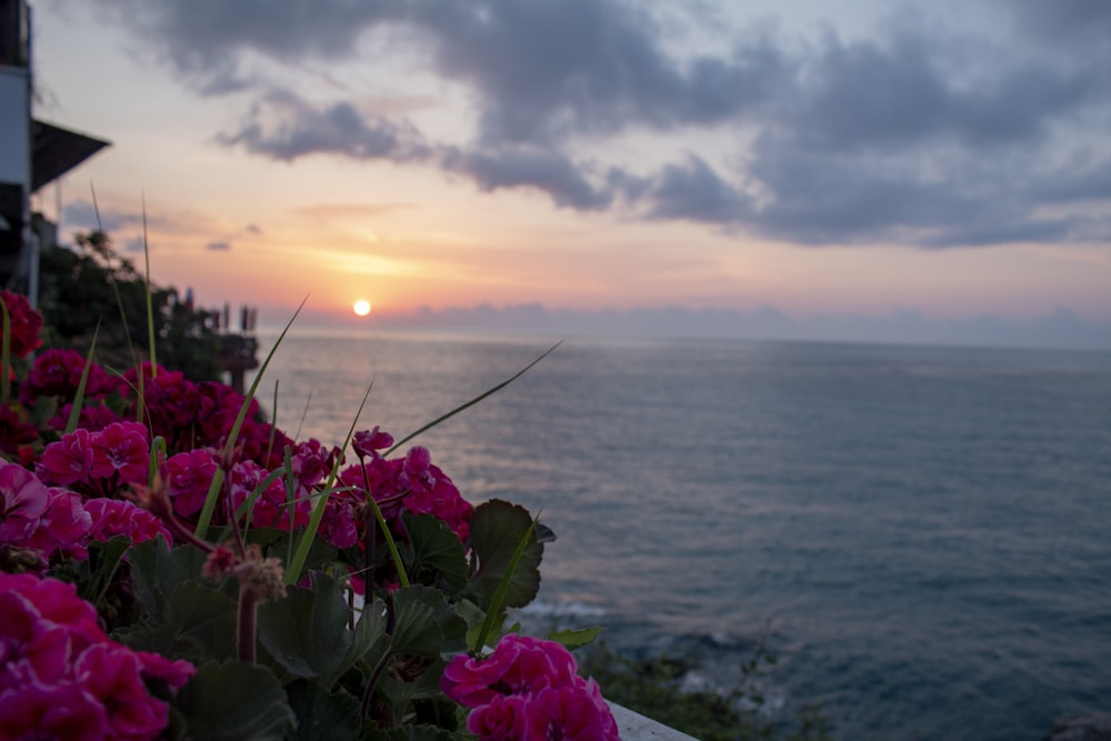 pink flowers near sea on focus photography
