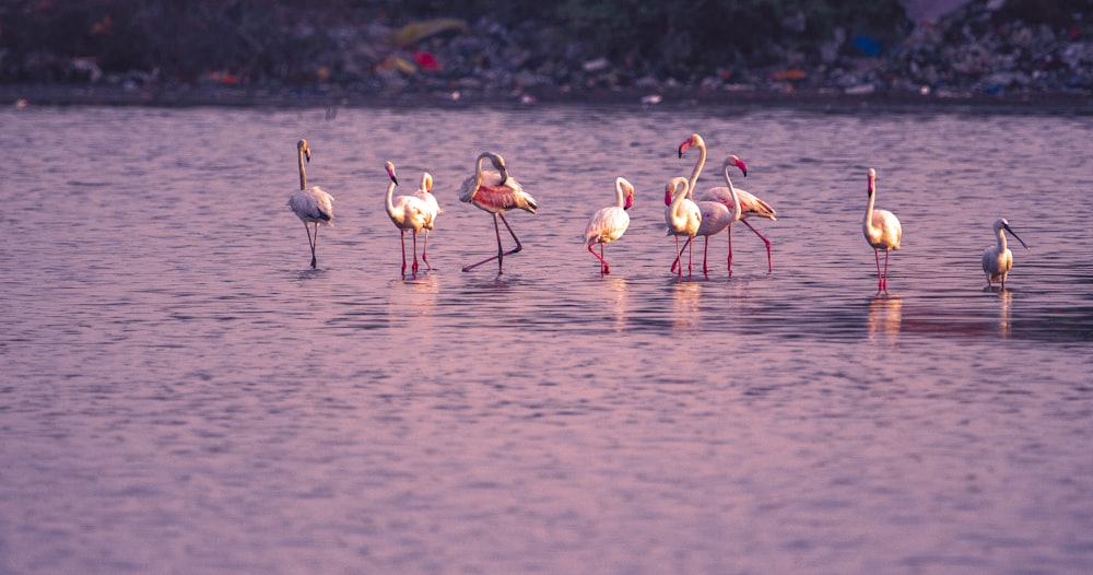 flock of pink flamingos at body of water