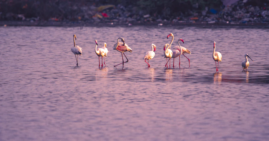 Dawn in the Little Rann