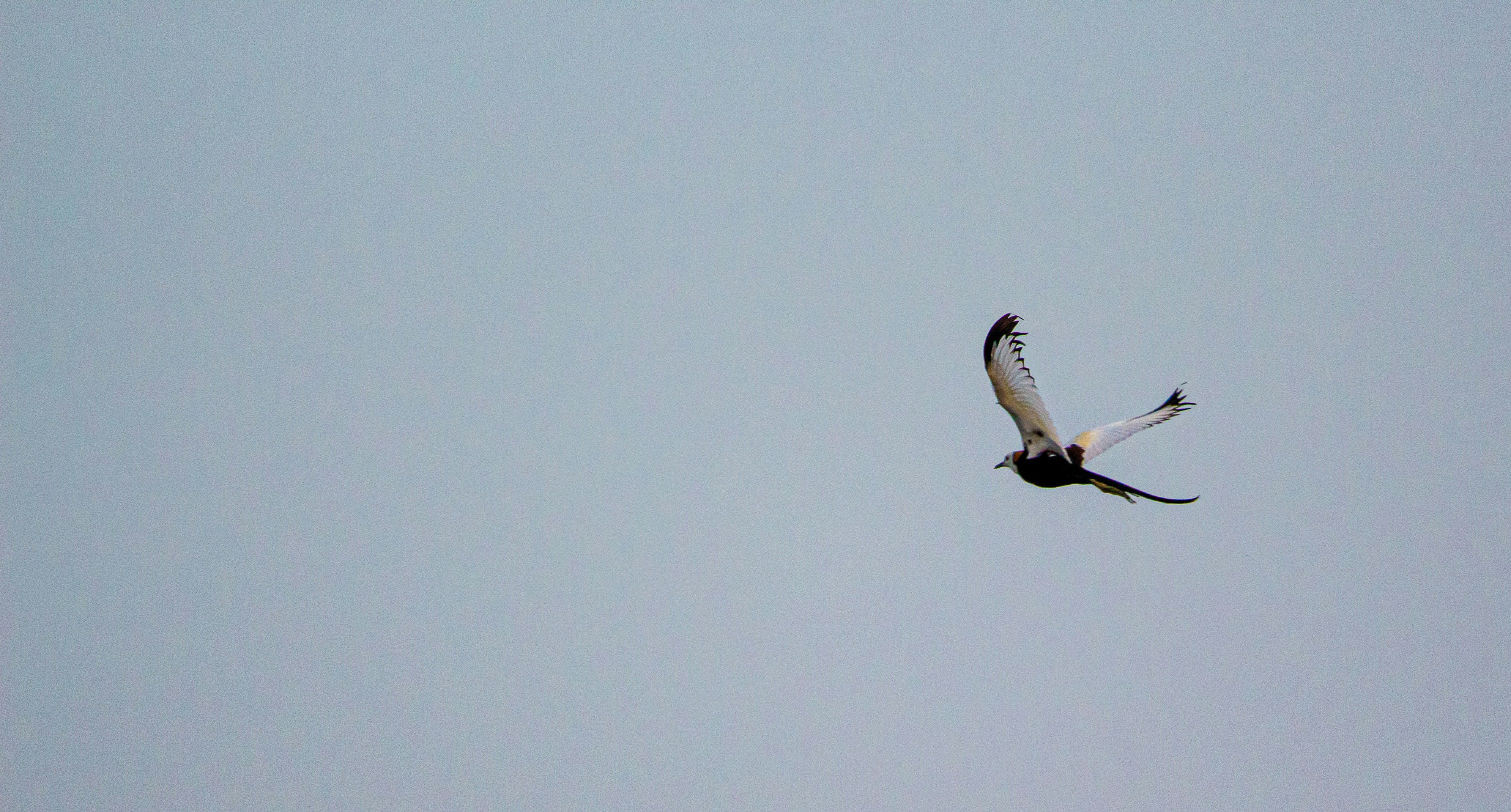 Photo by wildandbeyondbyvivek