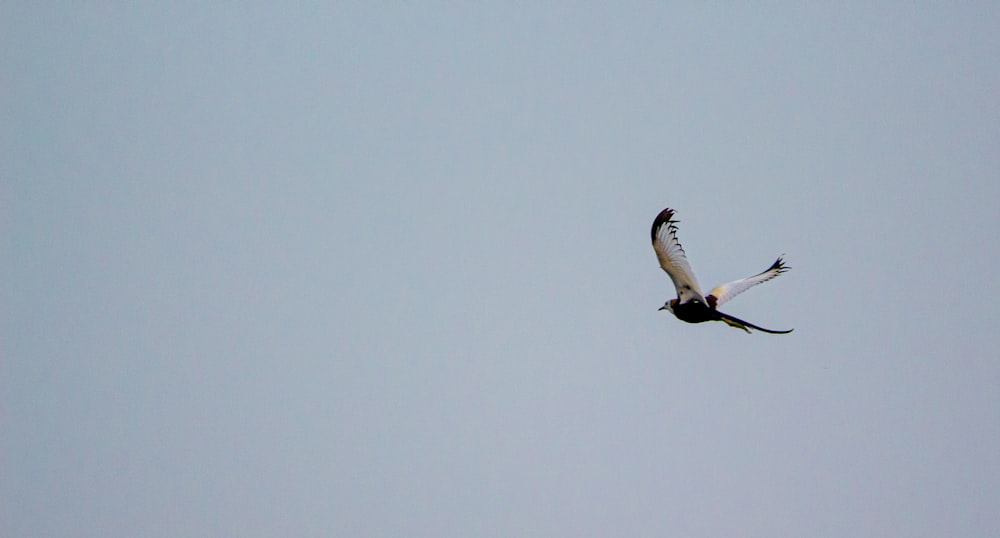 Weißer und schwarzer Vogel auf Fokusfotografie