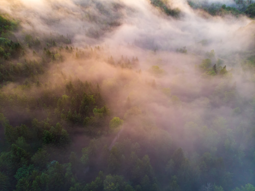Vista aérea de los árboles del bosque cubiertos de niebla