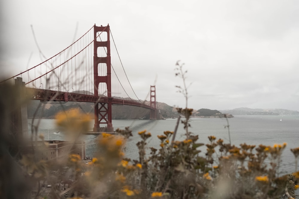 selective focus photography of Golden Gate Bridge