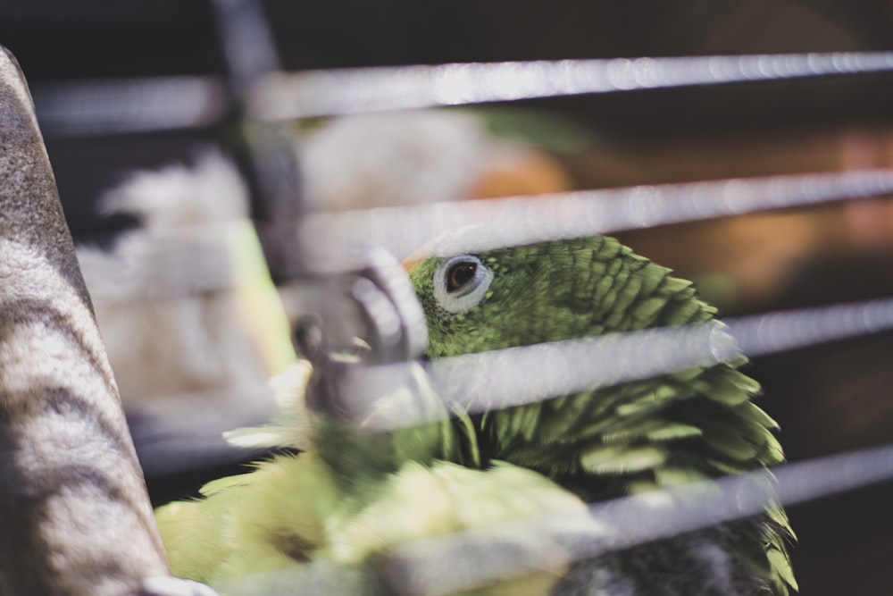 pappagallo verde all'interno di una gabbia bianca