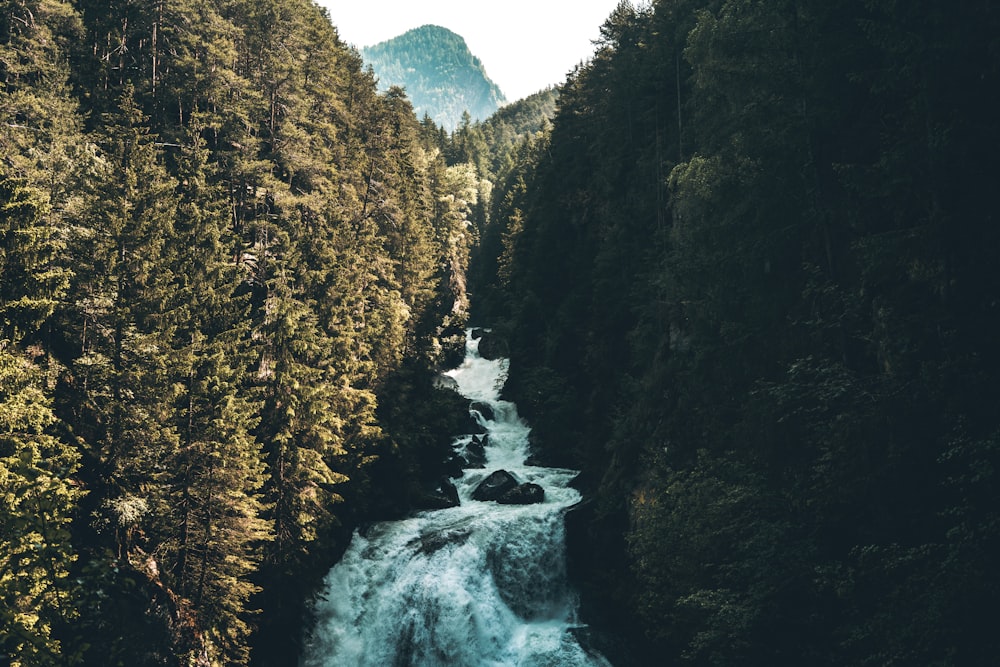 river surround by trees under blue sky