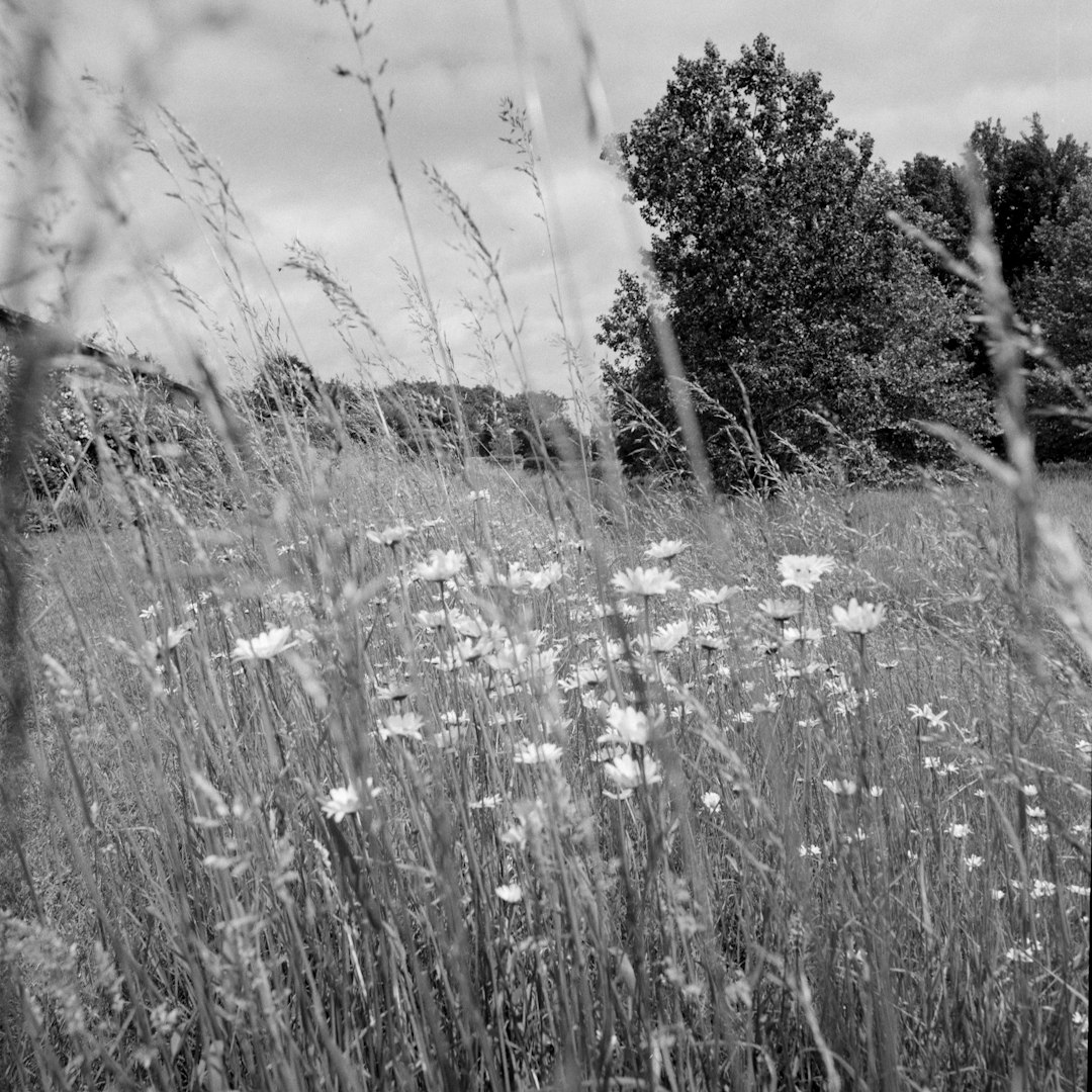 grayscale photo of trees and plants