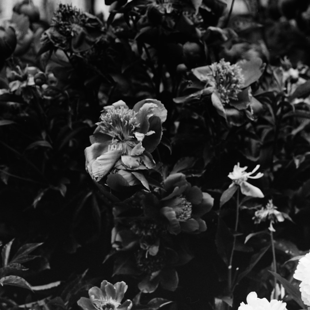 grayscale photo of flowers