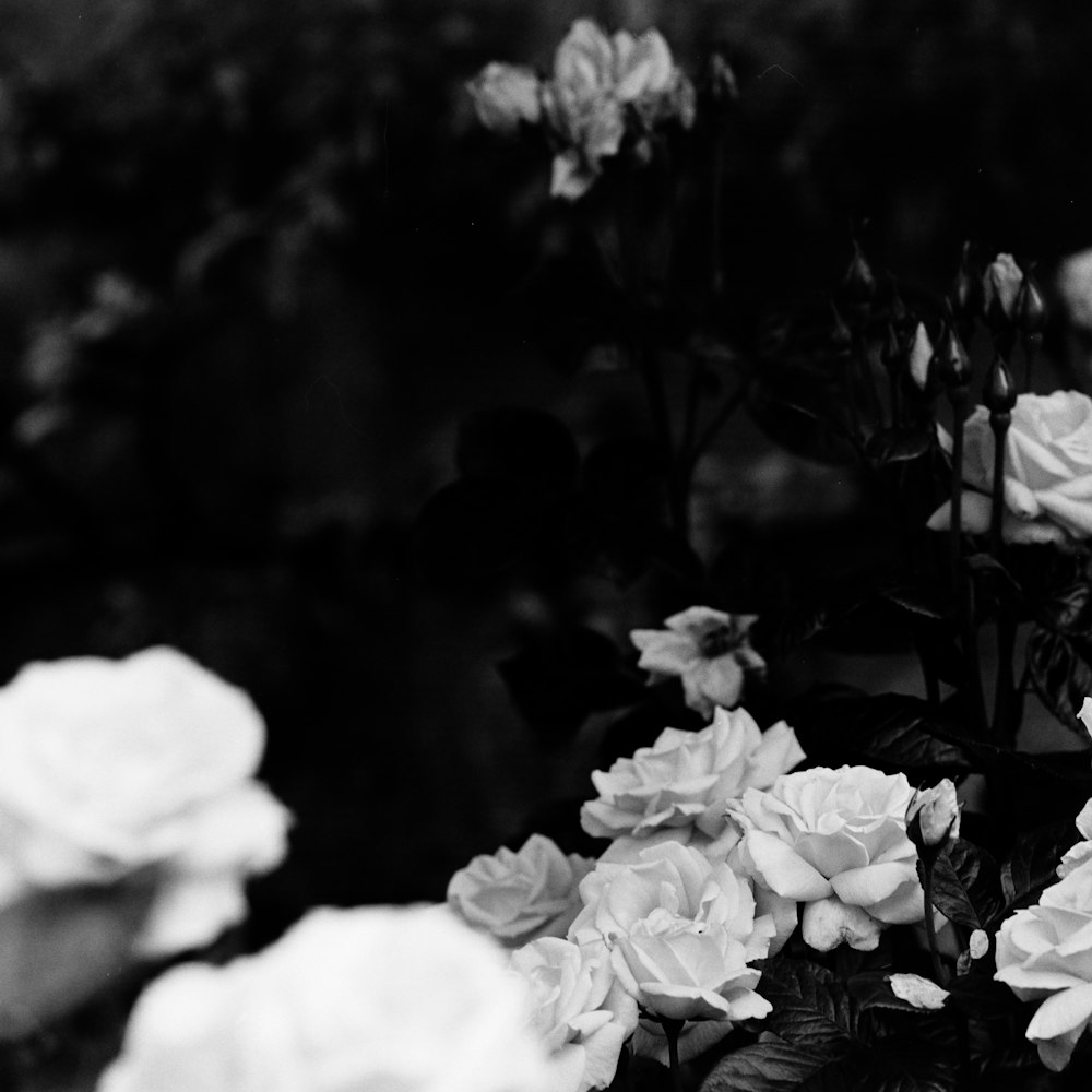 grayscale photography of flowers