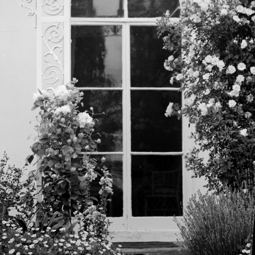 grayscale photo of a window with vines and flowers