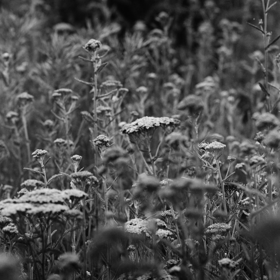 gray scale photo of plants