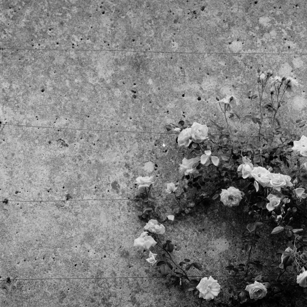 grayscale photo of flowering plant beside wall