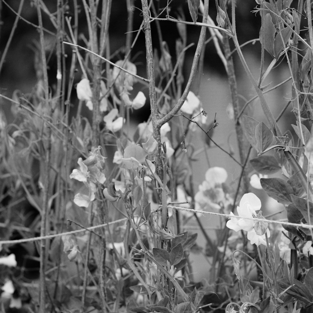 grayscale photography of plant