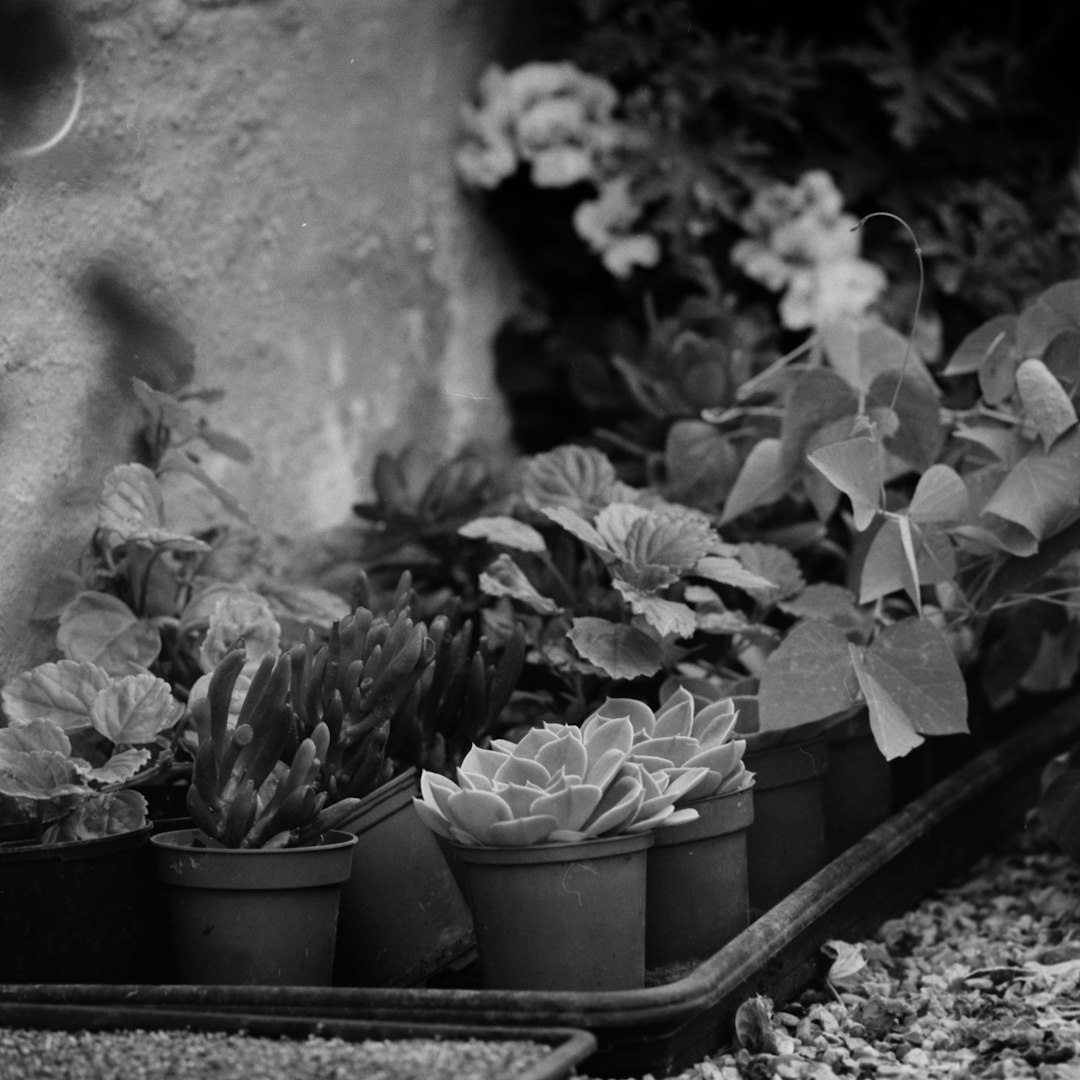 grayscale photography of succulent plants