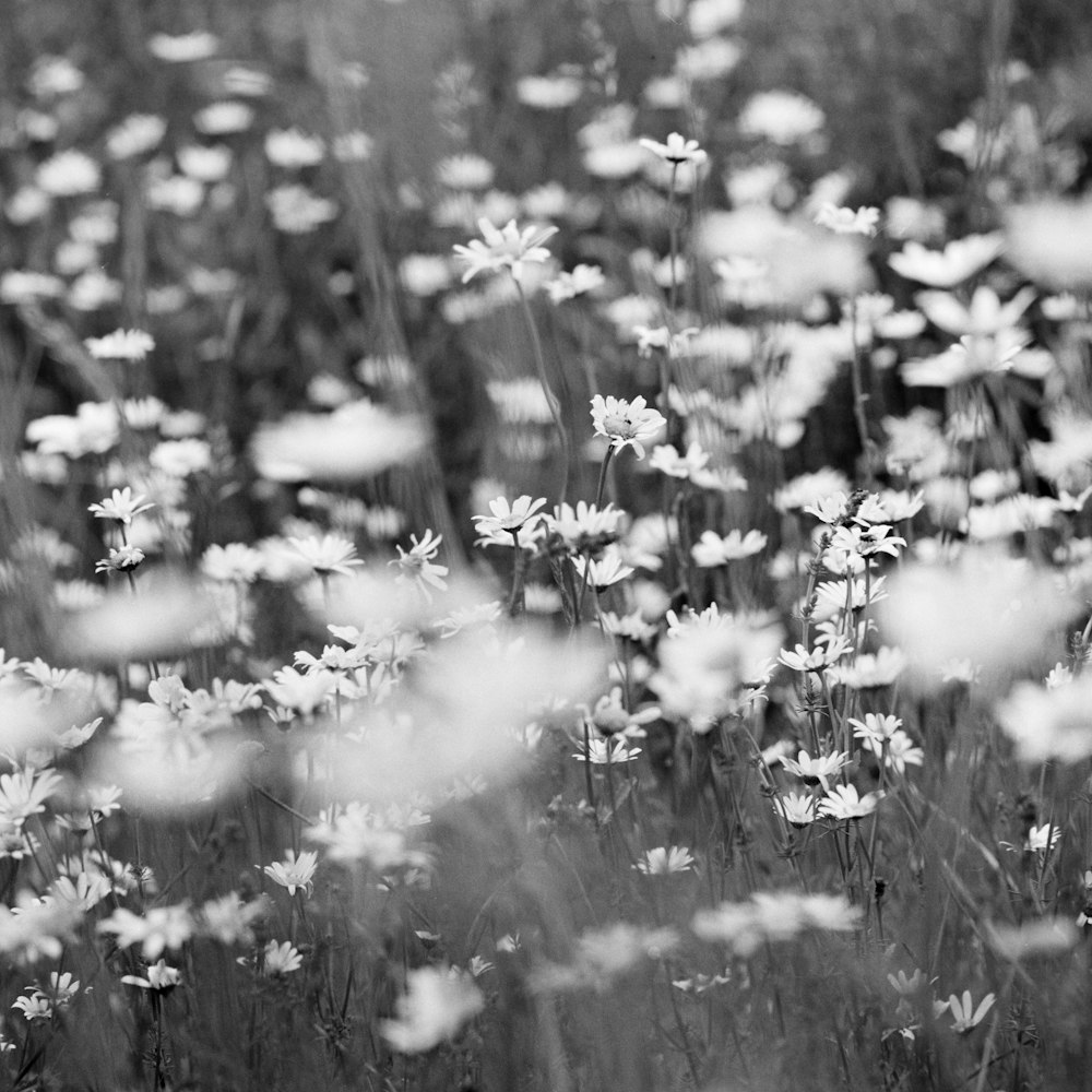 fotografia em tons de cinza de flores