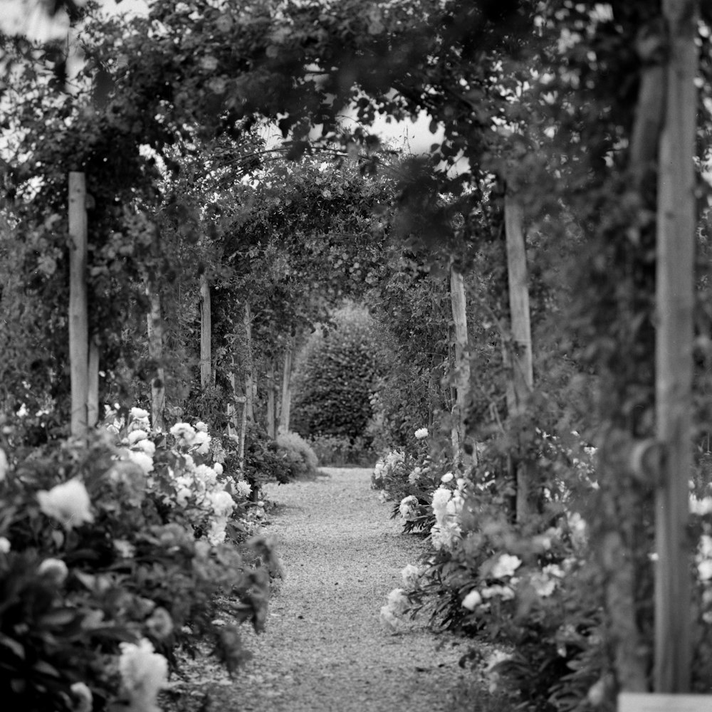 gray scale photo of flower